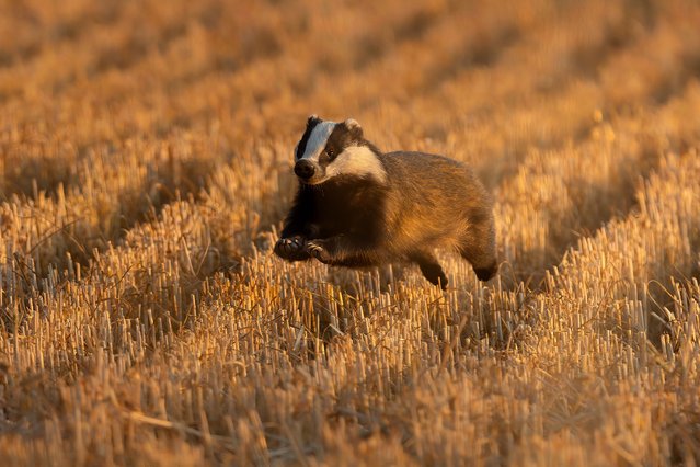 A badger leaps through a harvested field as the sun goes down in Hertfordshire, UK on September 24, 2025 and gives Shelby Grant, a 15-year-old photographer, this rare image. (Photo by Shelby Grant/Animal News Agency)