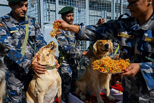 Army personnel shower service dogs with marigold flowers, as a sign of worship on the occasion of Kukur Tihar, a festival dedicated to dogs during the Hindu festival of lights “Diwali”, at the Armed Police Dog Training School in Kathmandu on October 20, 2025. (Photo by Prakash Mathema/AFP Photo)
