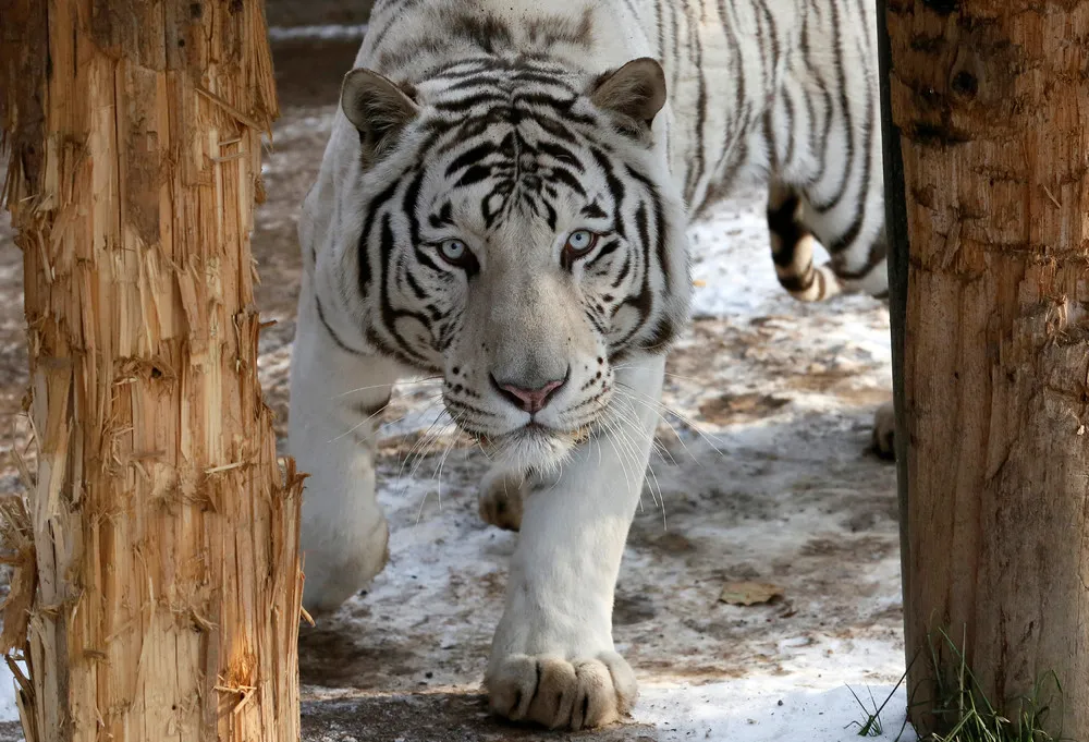 Big Cats in Siberian Zoo