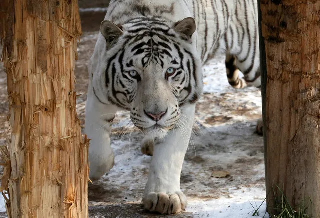 Khan, a five-year-old male White Bengal tiger, walks inside an open-air cage at the Royev Ruchey zoo in Krasnoyarsk, Russia, October 21, 2016. (Photo by Ilya Naymushin/Reuters)
