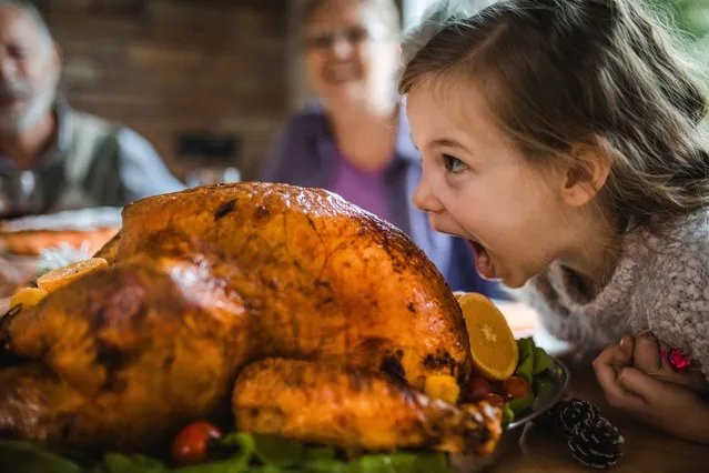 Cute little girl having fun while about to bite a stuffed turkey during Thanksgiving dinner in dining room. (Photo by skynesher/Getty Images)