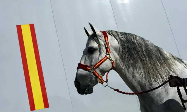 A purebred Spanish horse is pictured during the Sicab International Pre Horse Fair which is dedicated in full and exclusively to the purebred Spanish horse in the Andalusian capital of Seville, southern Spain November 17, 2015. (Photo by Marcelo del Pozo/Reuters)