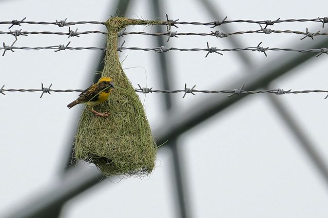 A baya weaver bird builds a nest on Electric Transmission Tower fencing on the outskirts of Chennai, India, Monday, July 15, 2024. The baya is a weaverbird found across the Indian Subcontinent and Southeast Asia. (Photo by Mahesh Kumar A./AP Photo)