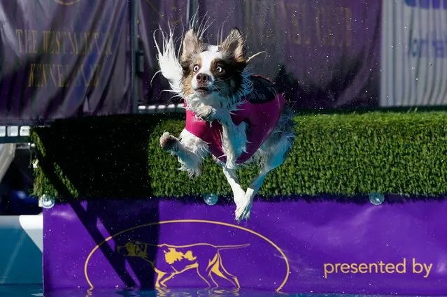 A dog participates in Dock Diving during the Annual Westminster Kennel Club Dog Show at USTA Billie Jean King National Tennis Center in New York City on May 6, 2023. (Photo by Timothy A. Clary/AFP Photo)