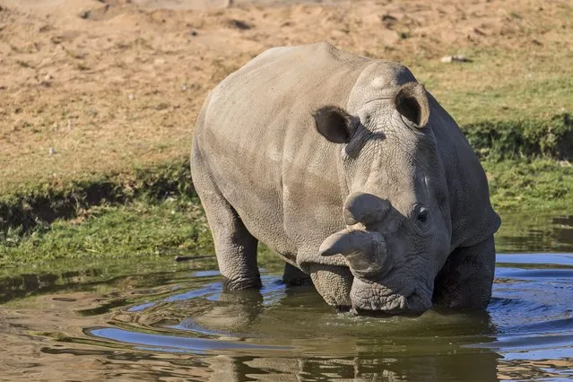 A handout photo dated 29 September 2015 and provided on 23 November 2015 by the San Diego Zoo Safari Park shows Nola, a 41 year-old female northern white rhino that had to be euthanized on 22 November 2015 after her condition deteriorated following surgery to drain a hip abscess on on 13 November, in San Diego, California, USA. Nola was one of four remaining northern white rhinos left on the planet. (Photo by EPA/San Diego Zoo Safari Park)