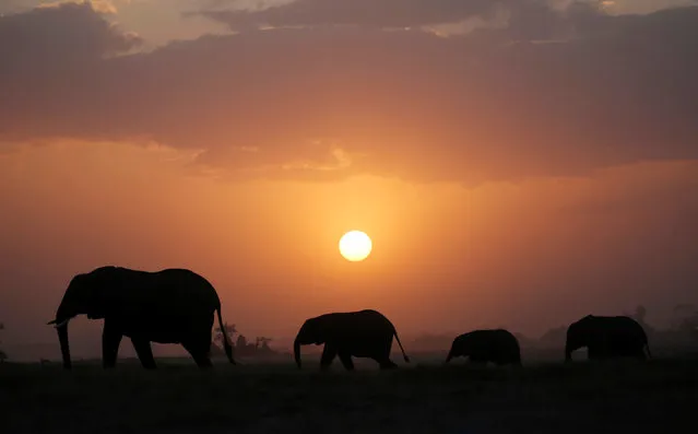 Elephant walk during sunset in Amboseli National park, Kenya August 25, 2016. Picture taken August 25, 2016. (Photo by Goran Tomasevic/Reuters)