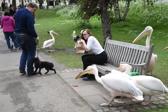 Pelicans in St James Park in London on May 9, 2023 frightening tourists as they wander through the park. (Photo by Jeremy Selwyn/Selwyn Pics)