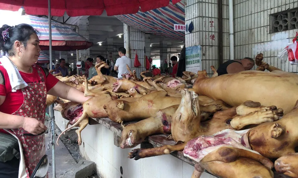 Dog Meat Festival in China