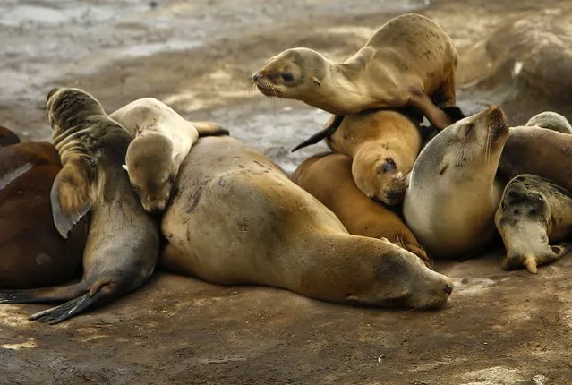 A seal pup climbs on the top of a pile of sleeping mothers and pups looking for a place to sleep along the rocky shoreline in La Jolla, California January 20, 2015. (Photo by Mike Blake/Reuters)