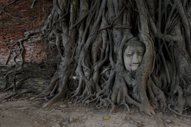 A face of a sculpture of Buddha is seen among a bodhi tree at Wat Mahathat temple in Thailand's ancient capital of Ayutthaya December 25, 2015. (Photo by Jorge Silva/Reuters)