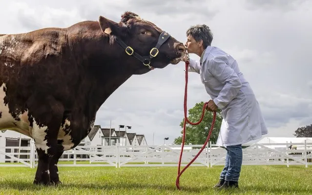 Tracy Seven with a Beef Shorthorn as she prepares her cattle ahead of the Great Yorkshire Show at the Showground in Harrogate, UK on Monday, July 10, 2023, which opens to the public on Tuesday. (Photo by Danny Lawson/PA Images via Getty Images)