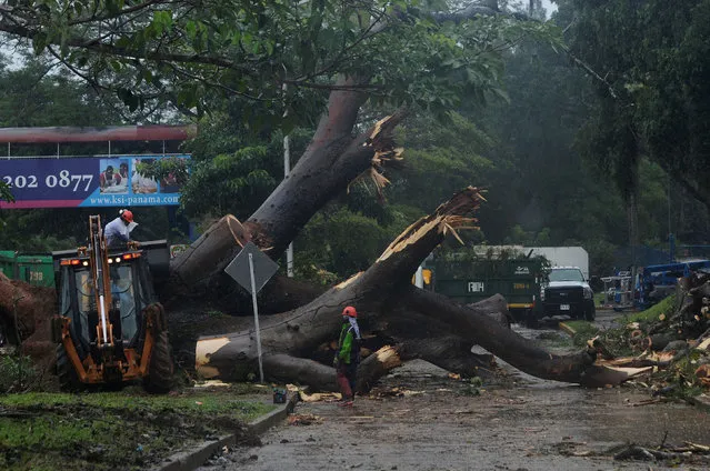 Municipal workers cut a tree that fell when Tropical Storm Otto hit the area with heavy rains in Panama City, Panama, November 22, 2016. (Photo by Eduardo Grimaldo/Reuters)