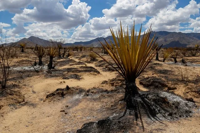 Burned landscape from the York Fire in the Mojave National Preserve is shown on Tuesday, August 1, 2023, in Nipton, Calif. The York Fire was partially contained by Tuesday morning after the blaze ignited Friday in a California wildland preserve and spread into Nevada. (Photo by Ty O'Neil/AP Photo)