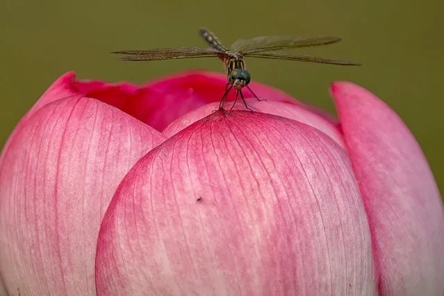 A dragonfly sits on a Lotus flower during the Lotus and Water Lily Festival at Kenilworth Aquatic Gardens in Washington, DC, on July 17, 2023. The festival, put on by the National Parks Service, occurs every year when the flowers are at peak bloom. Though the Lilies and Lotuses are currently in peak bloom, the flowers tend to close as the sun grows more intense and the temperature rises. (Photo by Stefani Reynolds/AFP Photo)