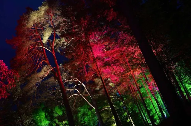 Faskally Wood is illuminated at the launch of the annual “Enchanted Forest” sound and light show, near Pitlochry, Scotland, on October 2, 2013. (Photo by Russell Cheyne/Reuters)