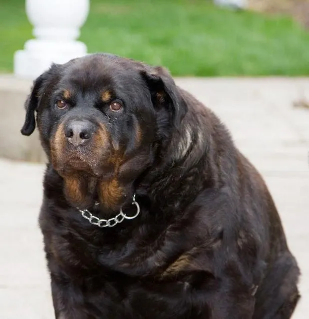 Rottweiler Maddison from Thurstaston, Wirral tipped the scales at 58kg but should be nearer 42kg. She was a finalist in the PDSA's national slimming competition in 2010. (Photo by PDSA)