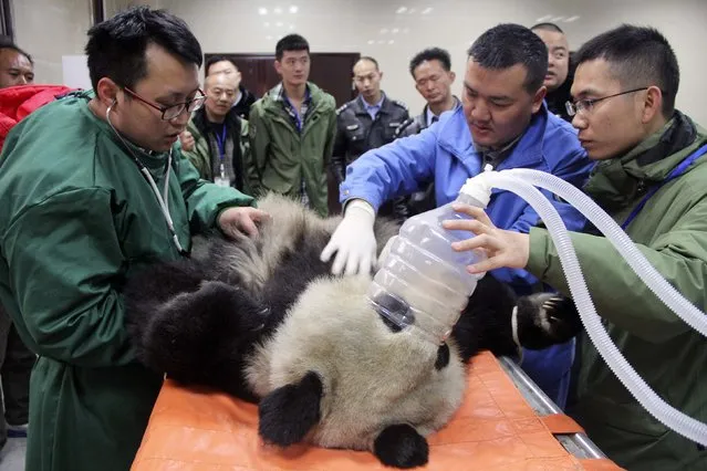 A giant panda receives treatment at a veterinary hospital in Gengda township of Wolong National Nature Reserve, Sichuan province March 17, 2015. The female panda, which is about 10-years-old and was raised in the wild, was found sick on Tuesday and brought to a veterinary hospital for treatment by the local authority. According to local media, it is still under close watch and quarantine on Wednesday. (Photo by Reuters/China Daily)