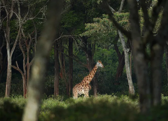 A Rothschild subspecies giraffe stands in its habitat at Nairobi' s giraffe conservation centre “The Giraffe Centre” on December 21, 2016. Long term research into giraffes that only started in 2003 in Namibia revealed that giraffes have silently being going extinct, with numbers plummeting by 40 percent in the last three decades to about 97,500, the International Union for the Conservation of Nature (IUCN) reported this month. One of the sub- species is the Nubian giraffe whose populations in Ethiopia and South Sudan are estimated to have dropped from over 20,000 to just 650. (Photo by Tony Karumba/AFP Photo)
