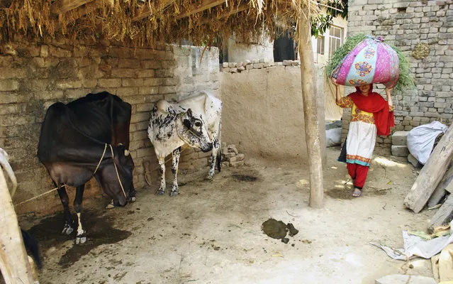In this Tuesday, June 27, 2018, photo, Ansa Khan carries grass from the family farm, a daily afternoon chore, in Mardan, Pakistan. At the first hint of dawn, she is up saying her morning prayers before reading her Quran, Islam’s holy book. Those are Ansa’s quietest moments. After that her day is a whirl of chores, school, studying and the occasional moments stolen away to play marbles. (Photo by Saba Rehman/AP Photo)