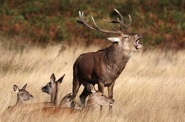 A stag roars during rutting season for red deer at Richmond Park in London, Britain, 10 October 2023. Rutting or mating season runs from September to November. A stag can hold up to 40 female deer in a harem. A stag will have an increase of testosterone and use roars as a way to deter rivals. (Photo by Neil Hall/EPA/EFE)