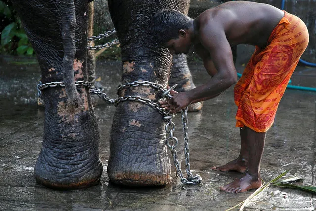 A mahout ties a chain around the legs of his elephant after bathing it during the annual eight-day long Vrischikolsavam festival, which features a colorful procession of decorated elephants along with drum concerts, at Sree Poornathrayeesa temple in Kochi, India on December 5, 2018. (Photo by Sivaram V/Reuters)