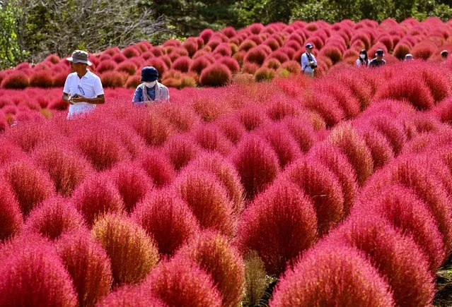 Visitors enjoy Kochia in autumn colours at Oita Agriculture Park on October 11, 2023 in Kitsuki, Oita, Japan. (Photo by The Asahi Shimbun via Getty Images)