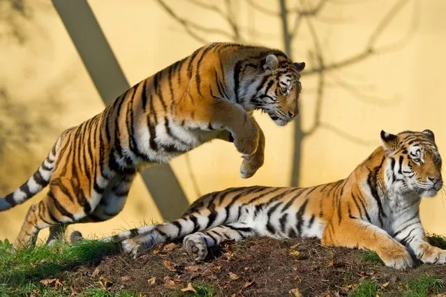 This the hilarious moment a tiger decided to play a prank on its unsuspecting sibling, by pouncing on it whilst it was looking the other way. (Photo by Caters News)