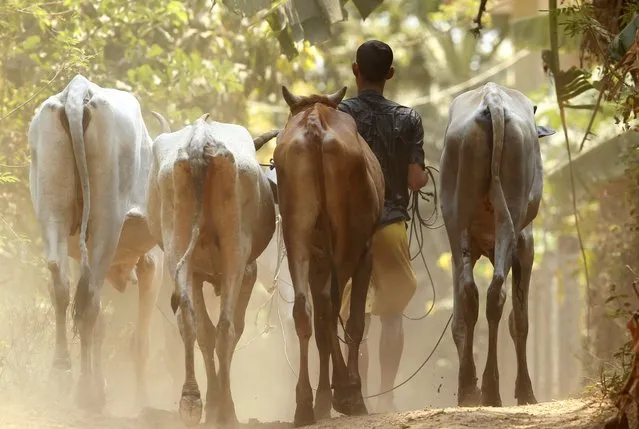 A Cambodian man walks his cows back after its washing in Mekong river at Prek Thoang village at the outskirts of Phnom Penh, Cambodia, Saturday, March 5, 2016. (Photo by Heng Sinith/AP Photo)