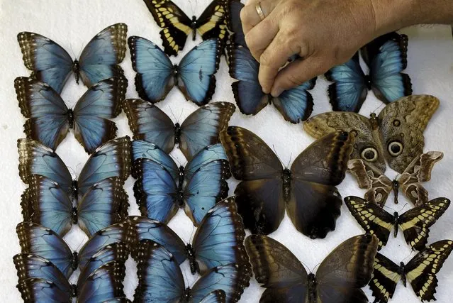 Frander Arroyo, select dissect butterflies at Blue Morpho Butterfly House in Alajuela, Costa Rica, March 10, 2016. (Photo by Juan Carlos Ulate/Reuters)