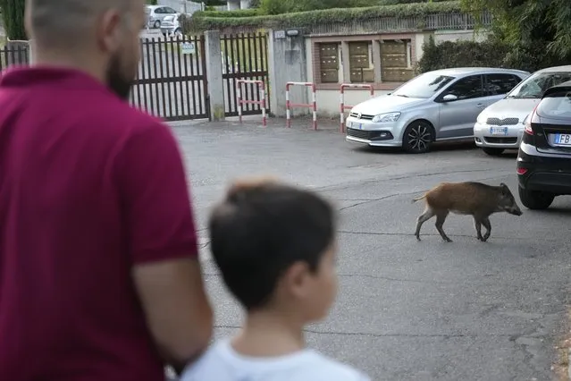 A wild boar crosses a street in Rome, Friday, September 24, 2021. They have become a daily sight in Rome, families of wild boars trotting down the city streets, sticking their snouts in the garbage looking for food. Rome's overflowing rubbish bins have been a magnet for the families of boars who emerge from the extensive parks surrounding the city to roam the streets scavenging for food. (Photo by Gregorio Borgia/AP Photo)