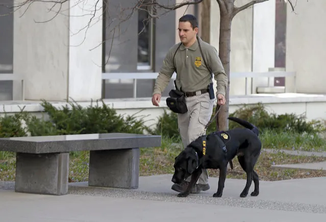 An ATF agent and his bomb-sniffing dog patrols around the Warren E. Burger Federal Building where a detention hearing was being held Thursday, April 23, 2015, in federal court in St. Paul, Minn. for four of the six Minnesotans who are accused of plotting to travel to Syria to join the Islamic State group. Prosecutors have said they plan to ask a judge to keep the men in custody pending trial, saying they are a flight risk. (Photo by Jim Mone/AP Photo)