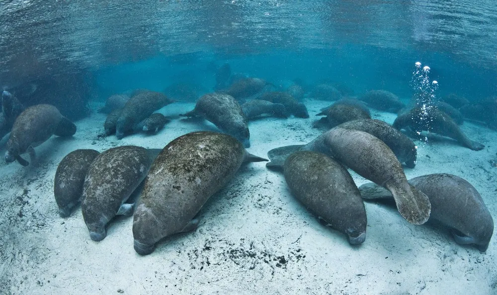 Florida's Friendly Manatees Photographed by Alexander Mustard