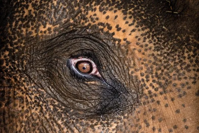 The eye of Asian breeding bull elephant Gung is seen on a private tour at Taronga Western Plains Zoo on November 07, 2021 in Dubbo, Australia. Taronga Western Plains Zoos' Zoofari Lodge has been announced as a finalist in the 2021 NSW Tourism Awards for unique accommodation. Now in its 31st year, the NSW Tourism Awards celebrate business excellence, acknowledge business innovation and reward exceptional customer service. Parts of this year's program have been modified to reflect the business challenges associated with the COVID-19 pandemic over the past 12-months. COVID-19 travel restrictions eased on Monday 1 November to allow people from Greater Sydney to visit New South Wales regional areas. (Photo by Jenny Evans/Getty Images)