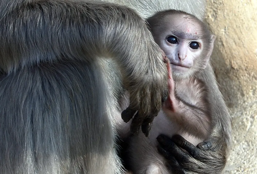 The Week in Pictures: Animals, March 1 – March 7, 2014