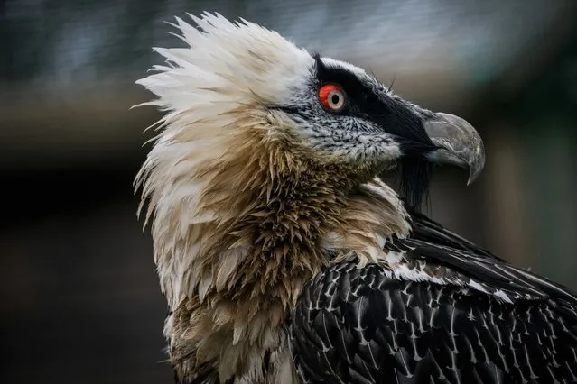 A specimen of Bearded vulture, is seen at the “Les Aigles du Leman” park (The Leman Eagles), the world's largest raptor aviary and reintroduction centre, in Sciez, Haute-Savoie, on March 28, 2024. (Photo by Jeff Pachoud/AFP Photo)