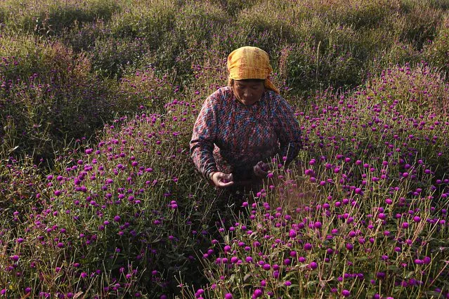 A farmer harvests globe amaranth flowers to make garlands ahead of the upcoming Tihar festival at Gundu village in Bhaktapur district on the outskirts of Kathmandu on October 28, 2021. (Photo by Prakash Mathema/AFP Photo)