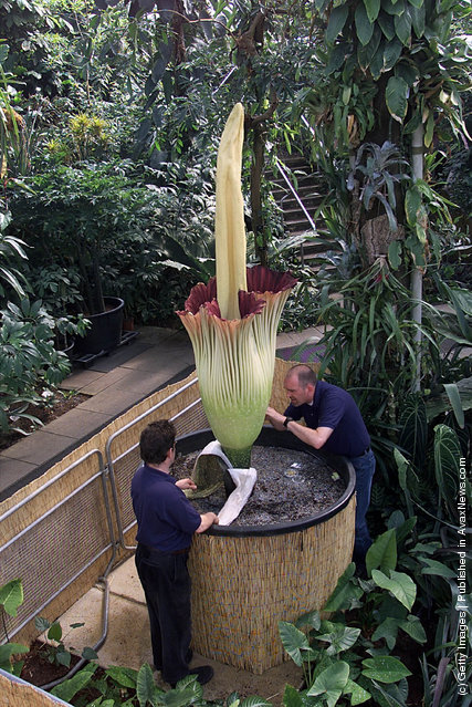 The world's largest and most pungent flower known as Amorphophallus titanum or the Titan Arum