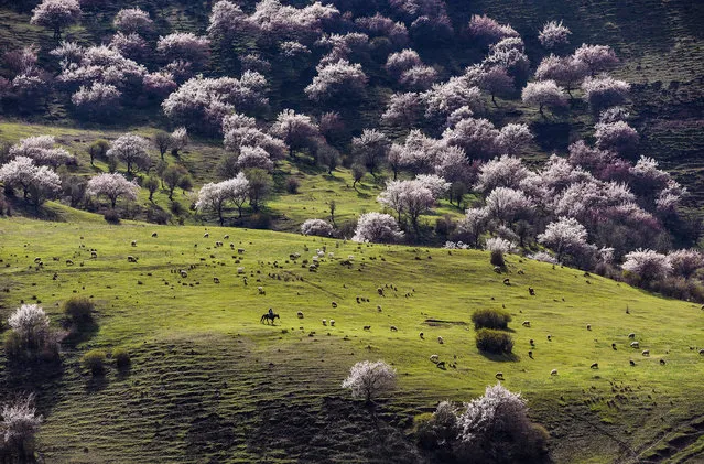 Herdsman grazes sheep at a meadow with blooming almond flowers at Alae Village in Gongliu County, northwest China's Xinjiang Uygur Autonomous Region, April 5, 2016. (Photo by Shen Qiao/Xinhua/Barcroft Media)