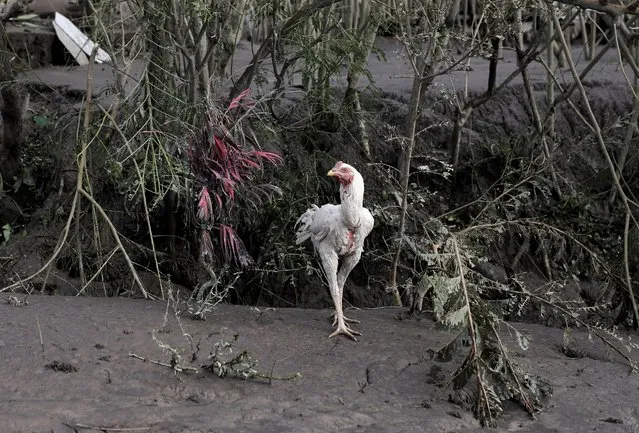 A chicken walks along ash-covered ground and plants in an area affected by the eruption of Mount Semeru volcano, in Curah Kobokan village, Pronojiwo district, in Lumajang, Indonesia, December 7, 2021. (Photo by Willy Kurniawan/Reuters)