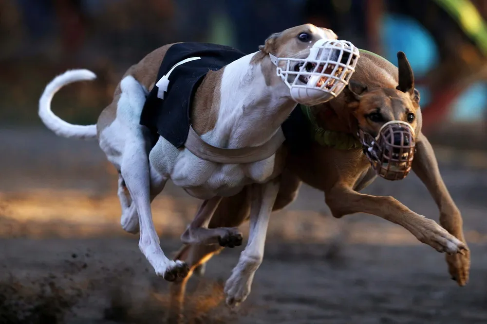 Dog Races in Santiago