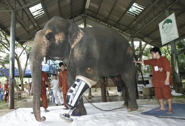 In this August 26, 2009 file photo, elephant keepers assist Motola, a 48-year-old female elephant who lost part of her left front leg after stepping on a land mine 10 years ago, after attaching her with an artificial leg at the Elephant Hospital in Lampang province, northern Thailand. What is believed to be the world's first elephant hospital says it may have to close because of budgetary problems after a decade of declining contributions. The Friends of the Asian Elephant foundation, which operates the hospital, said Friday, March 17, 2017, it is facing bankruptcy unless it receives financial assistance from the Thai government. (Photo by Apichart Weerawong/AP Photo)