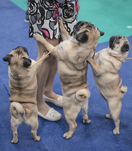 In this Sunday, March 12, 2017, picture Pugs try to get their owner's attention, in Bucharest, Romania. (Photo by Vadim Ghirda/AP Photo)