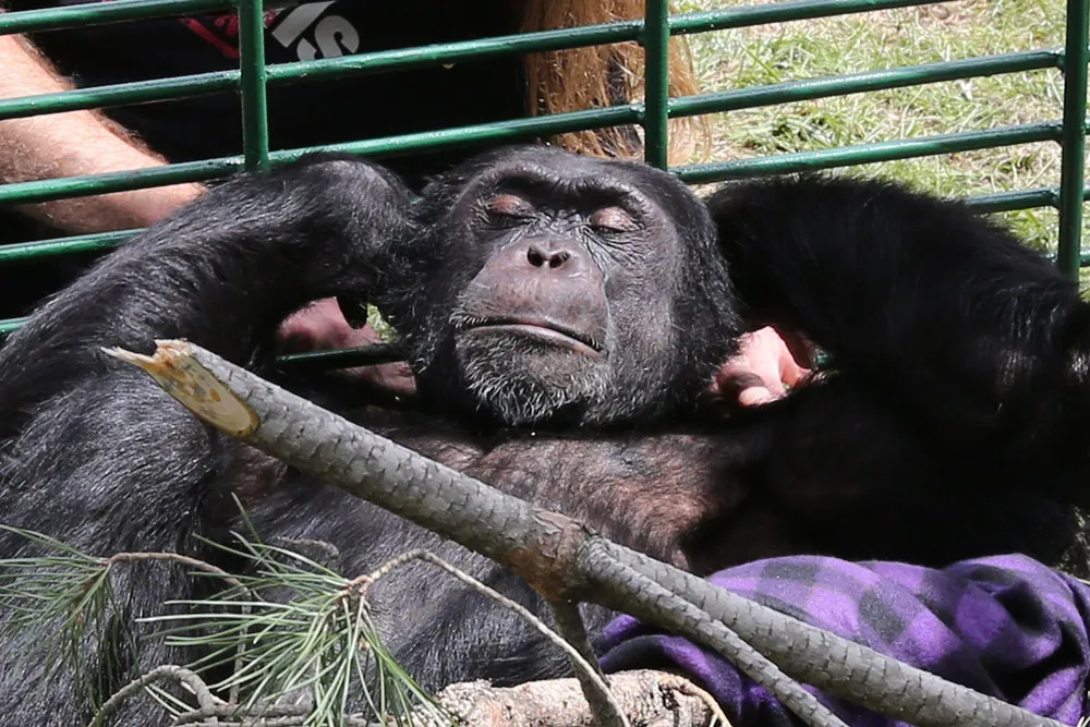 The Week in Pictures: Animals, April 13 – April 18, 2014. Part 1/2