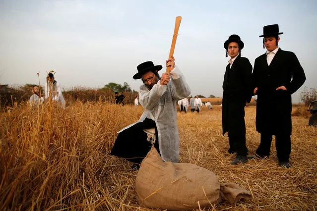 An Ultra-Orthodox Jewish man uses a stick to to separate the wheat grains in the Ultra-orthodox moshav of Komemiyut May 3, 2016. (Photo by Amir Cohen/Reuters)