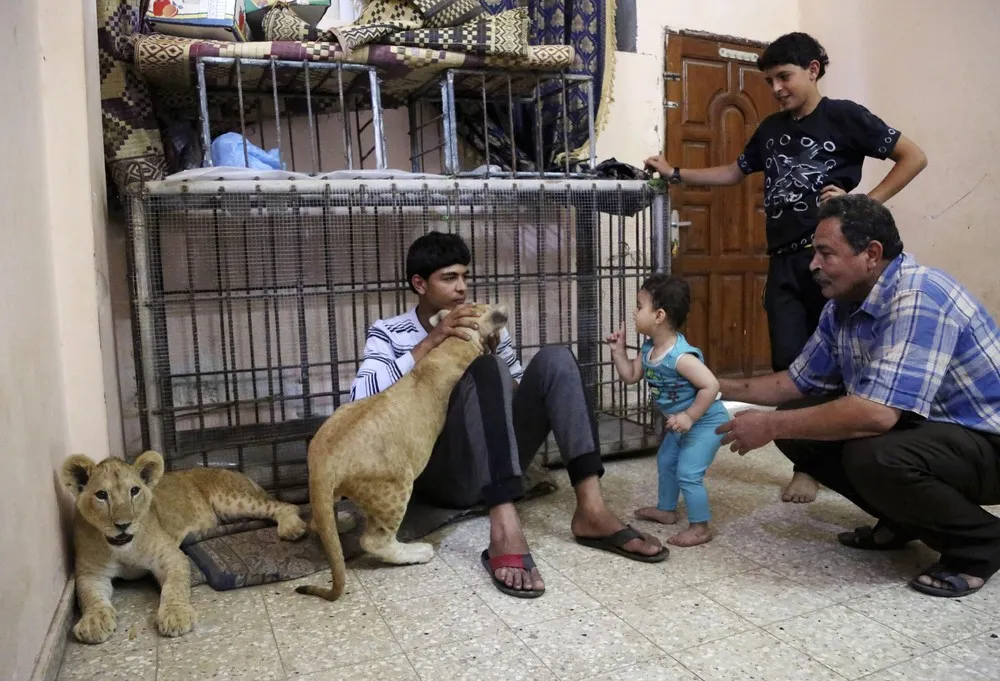 Mideast Gaza Lion Cubs