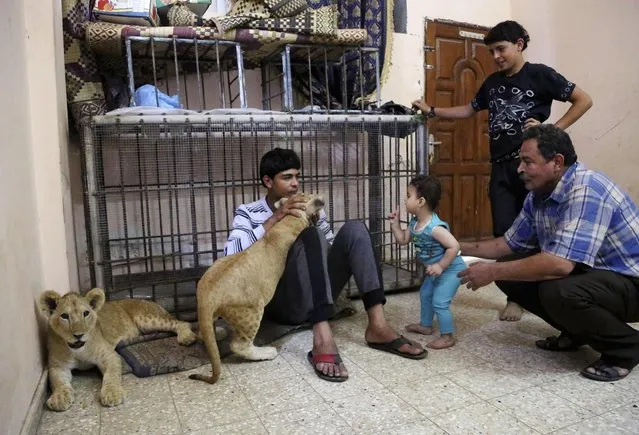 In this Tuesday, June 16, 2015 photo, Saduldin Al-Jamal, 54, left, and his son Ibrahiml, 17, and his his grandson, Malak, 7 months, play with lion cubs Mona and Max, at his family house in Rafah refugee camp, in the southern Gaza Strip. (Photo by Adel Hana/AP Photo)