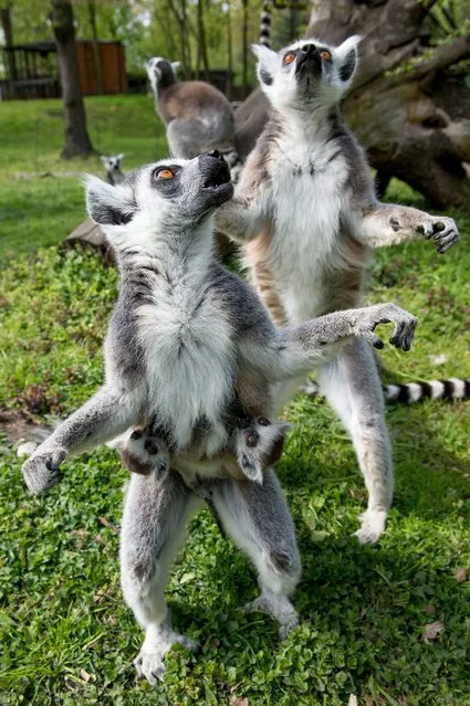 Young ring-tailed lemurs (Lemur catta) cling to their mother in their enclosure in Wroclaw's Zoo, in Wroclaw, Poland, 18 April 2014. The primate is endemic to the island of Madagascar. (Photo by Maciej Kulczynski/EPA)