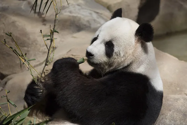 Xing Xing, formerly known as Fu Wa, a male giant panda from China, eats bamboo at the Giant Panda Conservation Center at the National Zoo in Kuala Lumpur, Malaysia on Wednesday, May 4, 2016. The two giant pandas have been on loan to Malaysia from China for 10 years since May 21, 2014 to mark the 40th anniversary of the establishment of diplomatic ties between the two nations. (Photo by Vincent Thian/AP Photo)