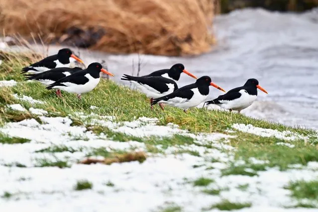 Oystercatchers huddle together on the loch shore in a break between heavy snow showers at Loch Leven National Nature Reserve, on February 24, 2022, in Kinross, Scotland. Much of Scotland has been affected by snow, with a Met Office yellow warning in force. (Photo by Ken Jack/Getty Images)