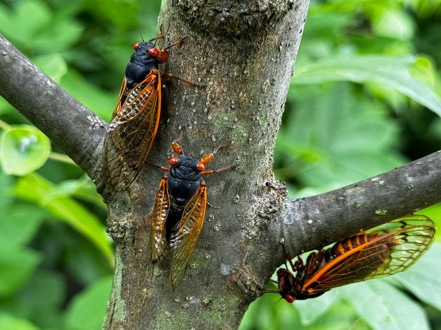 Cicadas from brood XIX are seen on a tree in Angelville, Georgia on May 23, 2024. They're loud. They're sexually aroused. And for one special, cacophonous month up to a trillion of them will engulf suburbs and woodlands across America. Two cicada “broods” are set for a rare double emergence that last occurred in 1803, when Thomas Jefferson was president and the United States purchased Louisiana from France. This year's event involves the 13-year Brood XIX, currently emerging in the Carolinas, followed by the 17-year Brood XIII in the Midwest. There could be a small area of overlap in central Illinois. (Photo by Elijah Nouvelage/AFP Photo)